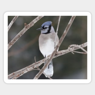 Bluejay on a Branch Sticker